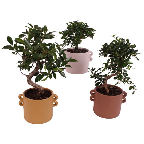 <h4>Bonsai Indoor Mix Ø12cm Mix B/S Shape in Ø17cm Ceramic EV562</h4>