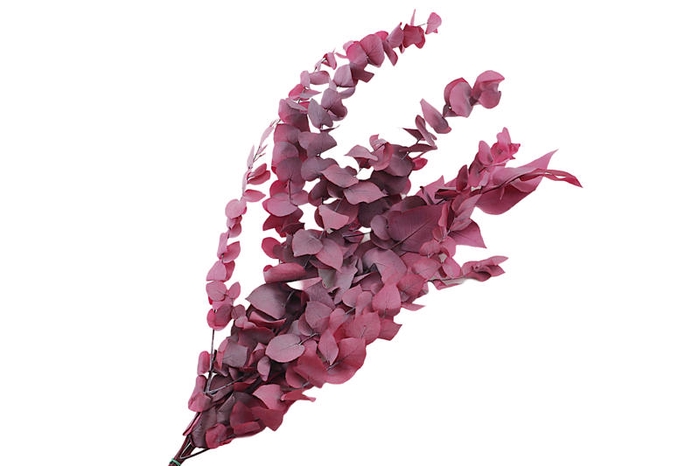 <h4>Eucalyptus Preserved Lilac Stuartiana</h4>