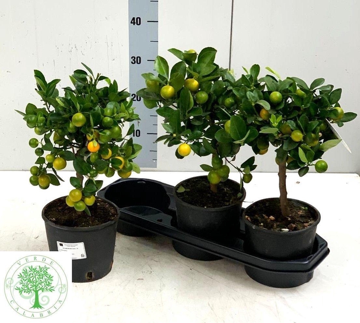 <h4>CITR MARGARITA</h4>