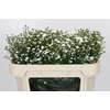Aster White Gypsy