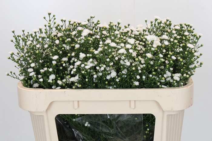Aster White Gypsy
