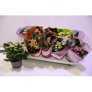 arr8 Kal Ge Perf Gem 5 Kl