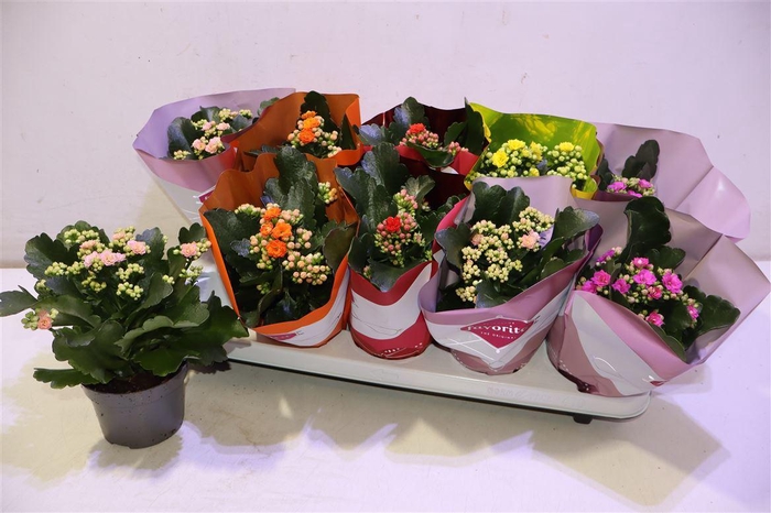 <h4>arr8 Kal Ge Perf Gem 5 Kl</h4>