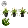Chlorophytum Com Ocean mini Bambino