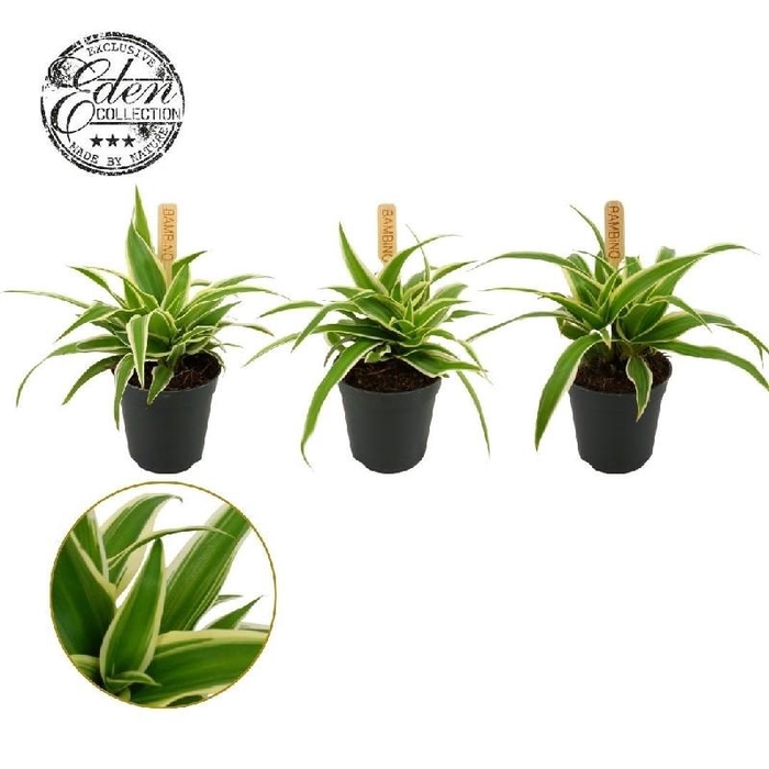 Chlorophytum Com Ocean mini Bambino