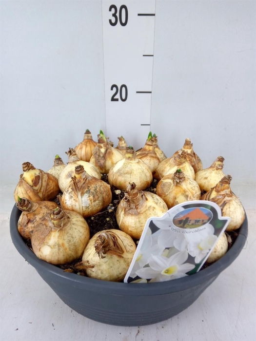 <h4>Narcissus   ...</h4>