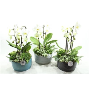 NV010 IZABELLA CASCADE PHAL X3 XL