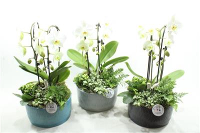 <h4>NV010 IZABELLA CASCADE PHAL X3 XL</h4>