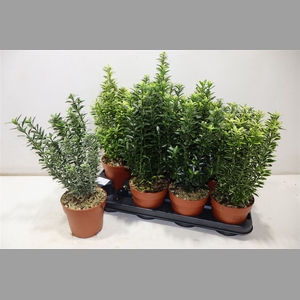 Euonymus Jap Gem