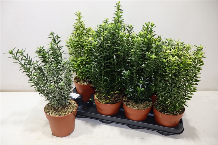 <h4>Euonymus Jap Gem</h4>