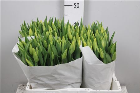 <h4>Tulipa EN 'Strong Gold'</h4>