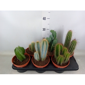 Cactus   ...