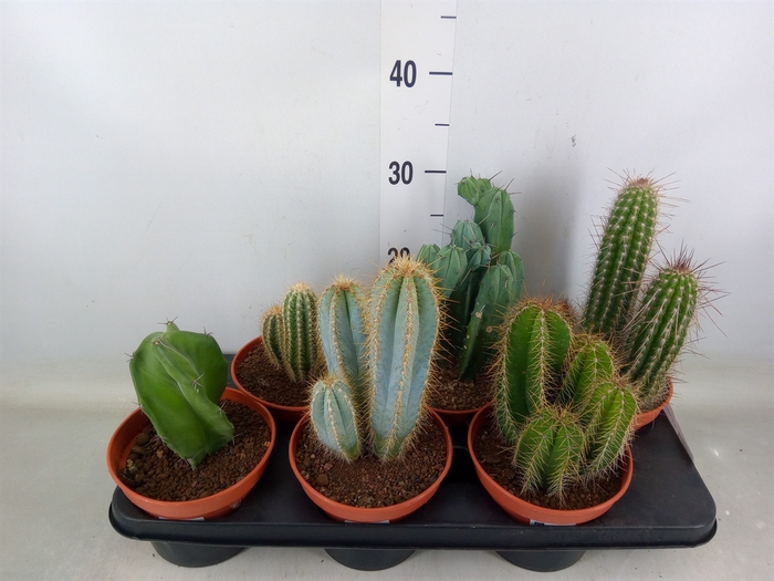 <h4>Cactus   ...</h4>