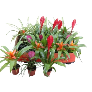 BROMELIA GEM