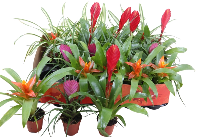 <h4>BROMELIA GEM</h4>