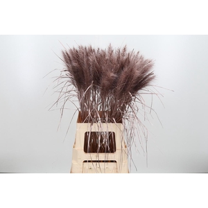 Pennisetum Kl Bh Champagne