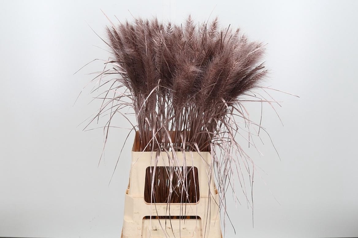 <h4>Pennisetum Kl Bh Champagne</h4>