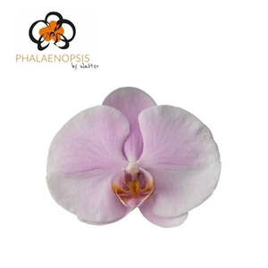 Phalaenopsis  'Tikal'