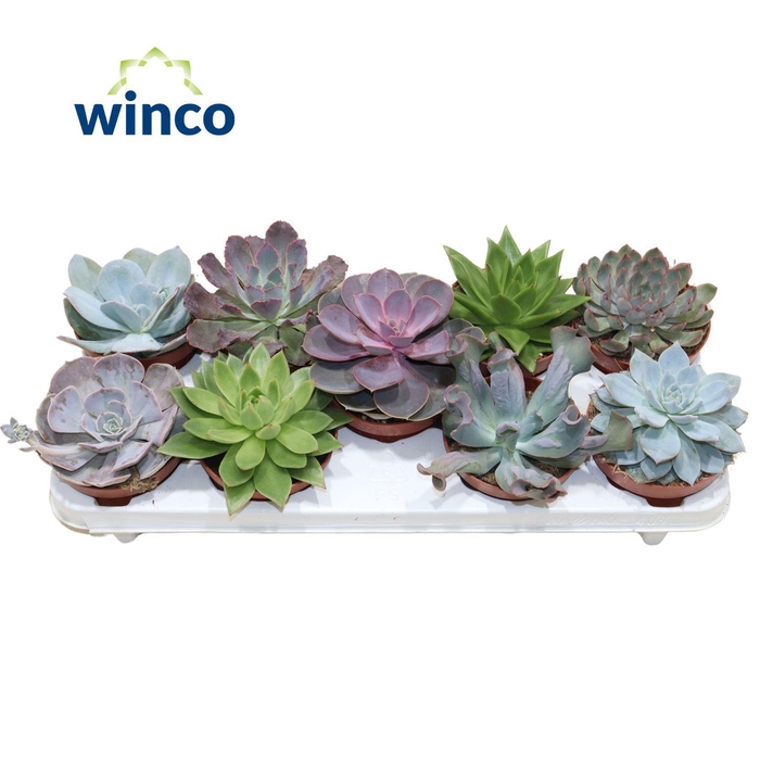 <h4>Echeveria Mix P12</h4>