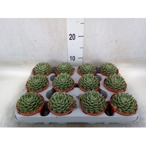 Echeveria   ...