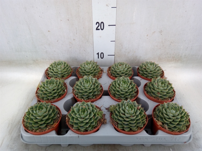 <h4>Echeveria   ...</h4>