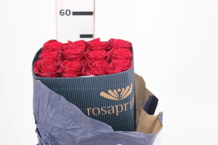<h4>ROSA VERMELHA FREEDOM 050 IMPORTADA</h4>