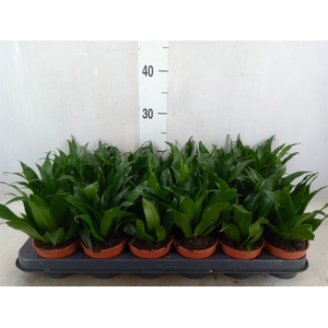 Dracaena frag. 'Compacta'