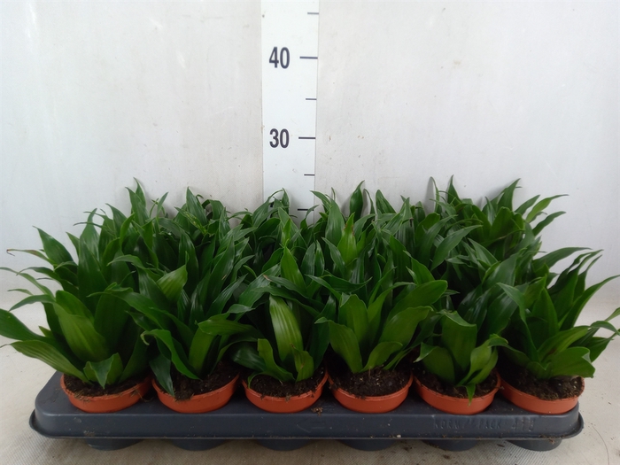 <h4>Dracaena frag. 'Compacta'</h4>