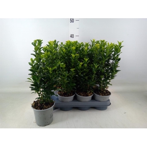 Euonymus japon. 'Green Spire'