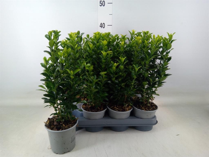 <h4>Euonymus japon. 'Green Spire'</h4>