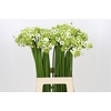 Ornithogalum Saundersiae