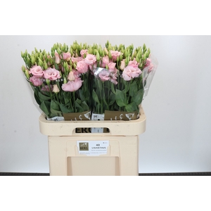 Eustoma Du Lisanne Light Pink