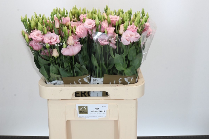 <h4>Eustoma Du Lisanne Light Pink</h4>