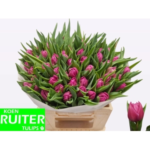 TU DU DOUBLE PRINCES