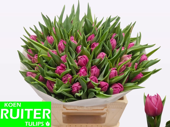 <h4>TU DU DOUBLE PRINCES</h4>