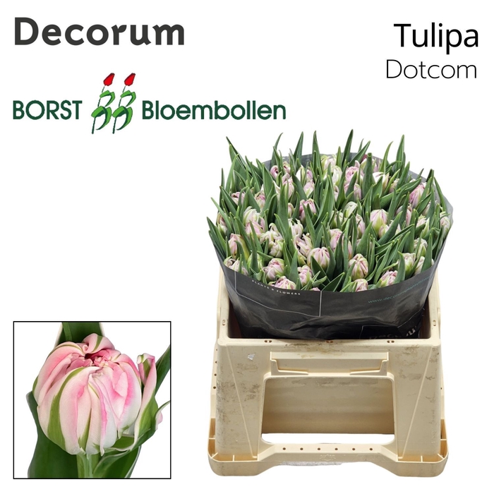 <h4>Tulipa Dotcom</h4>