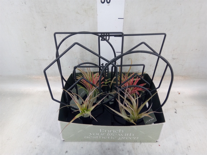 <h4>Arr.  Tillandsia L%</h4>