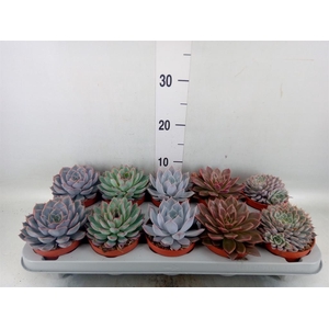 Echeveria   ...mix