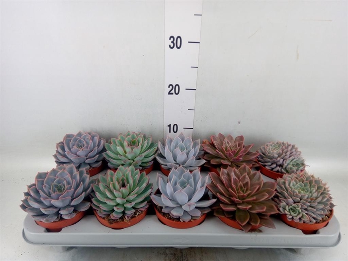 <h4>Echeveria   ...mix</h4>