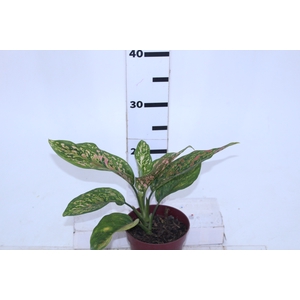 AGLAONEMA RED P12