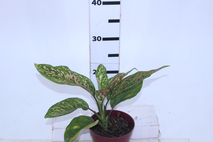 AGLAONEMA RED P12