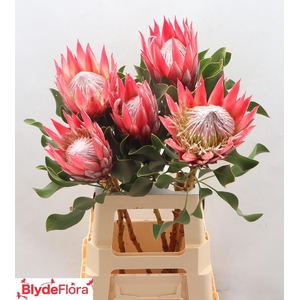 PROTEA CY CLARE