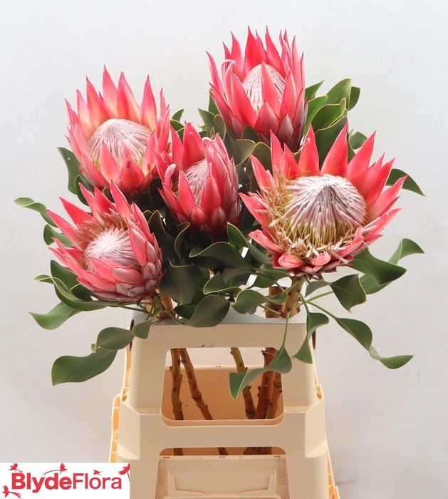 <h4>PROTEA CY CLARE</h4>