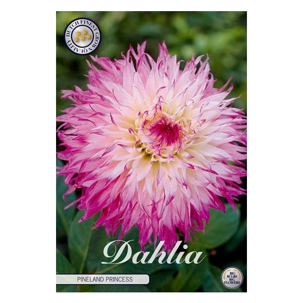 <h4>Dahlia Pinelands Princess x1</h4>