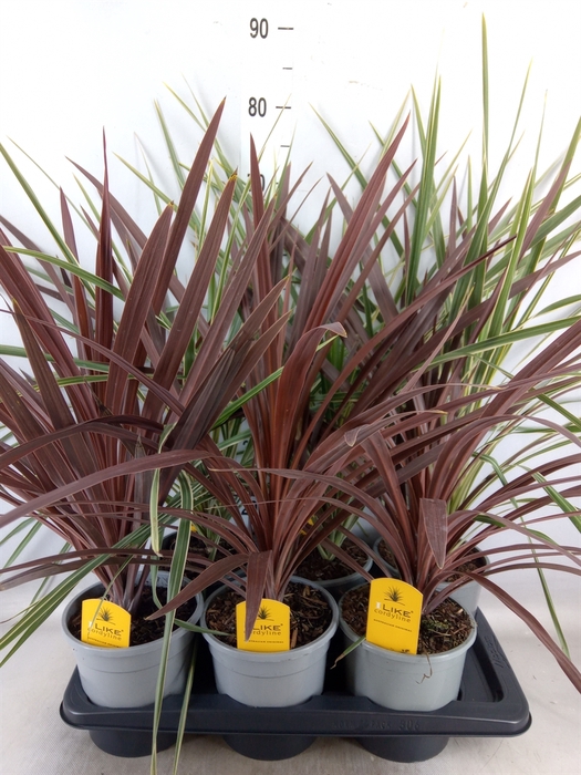 <h4>Cordyline   ...</h4>