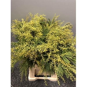 Acacia Dealbata Gaulois