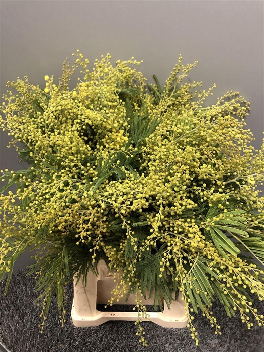 <h4>Acacia Dealbata Gaulois</h4>