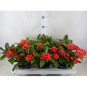 Skimmia jap. 'OBerries Red'