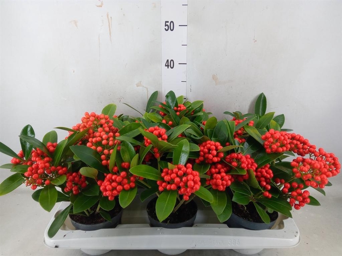 <h4>Skimmia jap. 'OBerries Red'</h4>