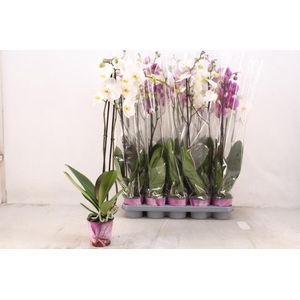 PHAL GEM 5 KL